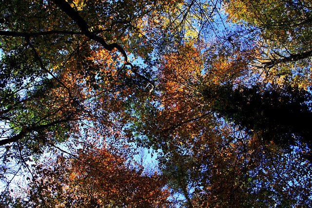 Herbst, Bäume, Wald, Natur, Landschaft