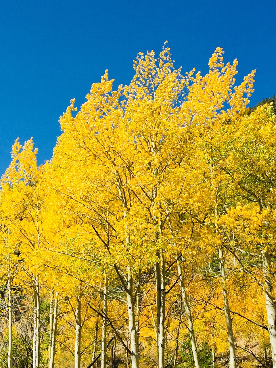 落下 落叶 秋天 - Pixabay上的免费照片 - Pixabay