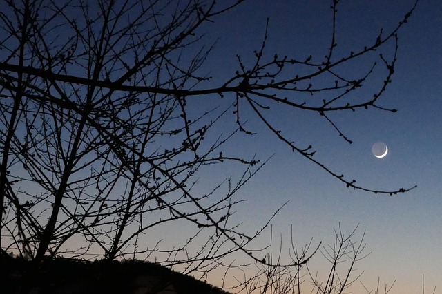 Luna Árbol Creciente Foto gratis en Pixabay Pixabay