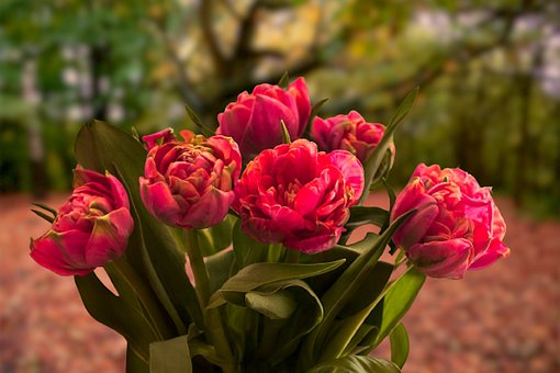 Roser, Buket, Blomster, Lyserøde Roser