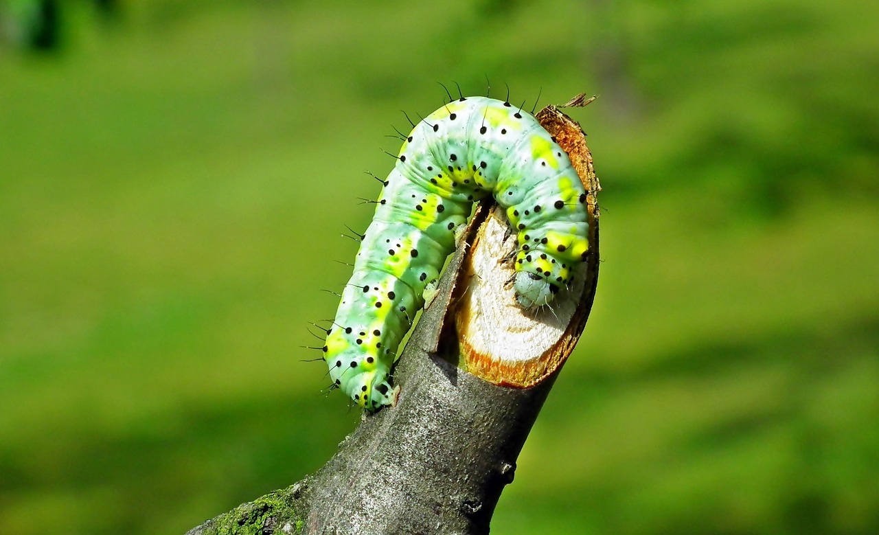 Kater Insect Caterpillar Insect Bug - Free photo on Pixabay