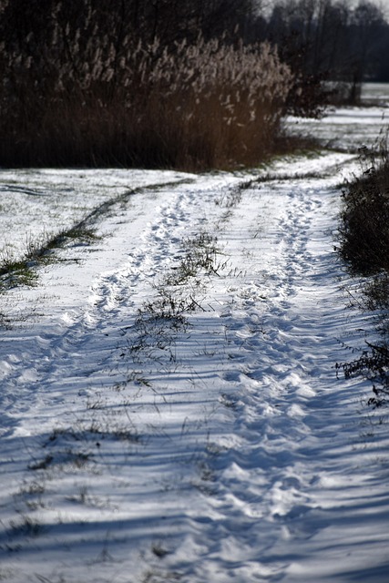 Free Path Snow photo and picture