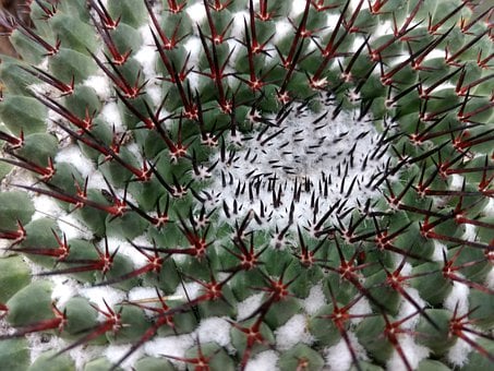 Free Cacti Cactus illustration and picture