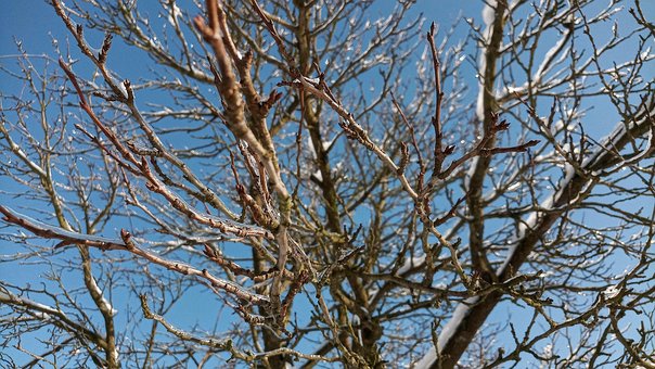 Free Tree Branches photo and picture