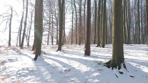 Free Winter Forest photo and picture
