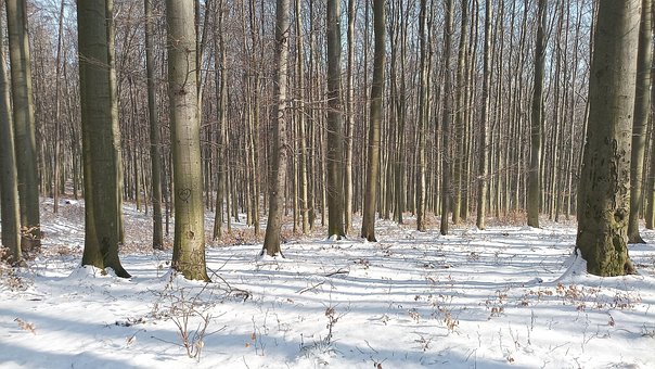 Free Winter Forest photo and picture