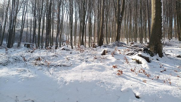 Free Winter Forest photo and picture