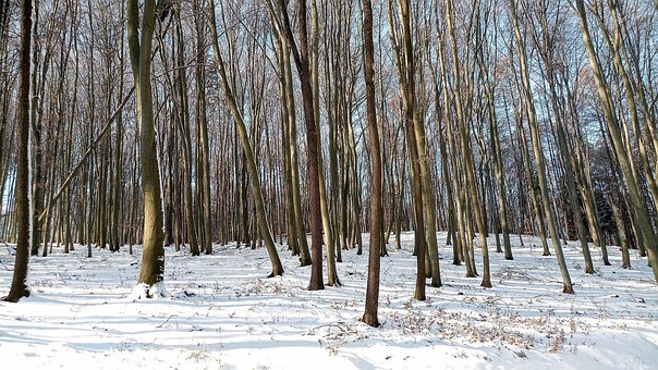 Free Winter Forest photo and picture