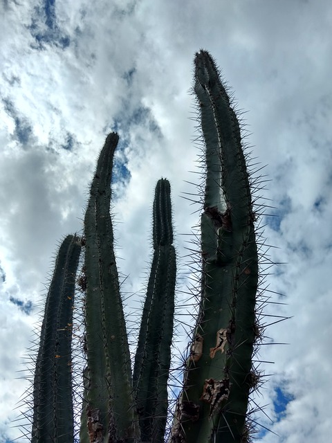 Free Cacti Cactus illustration and picture
