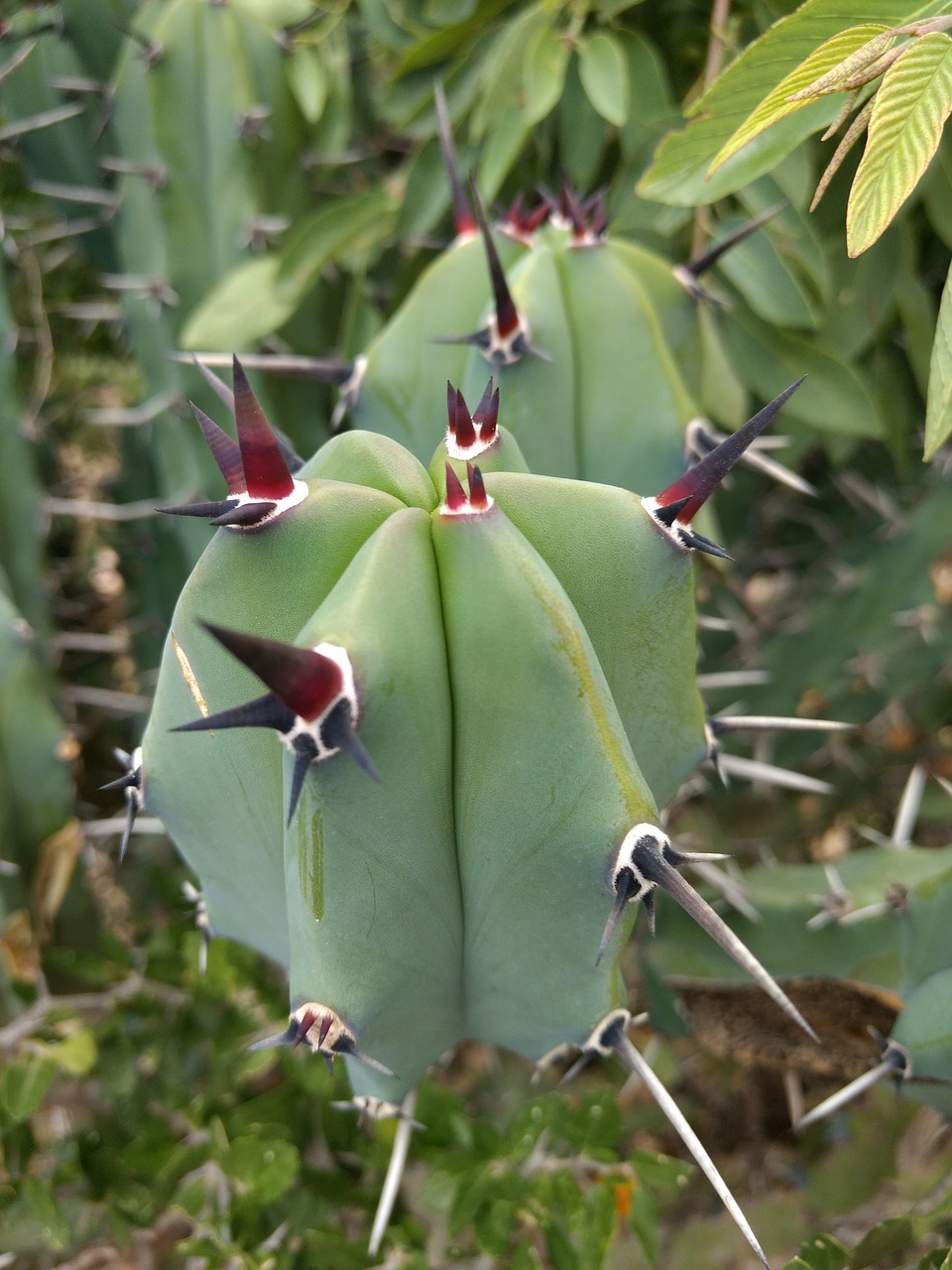 Download Cacti Cactus Thorny RoyaltyFree Stock Illustration Image