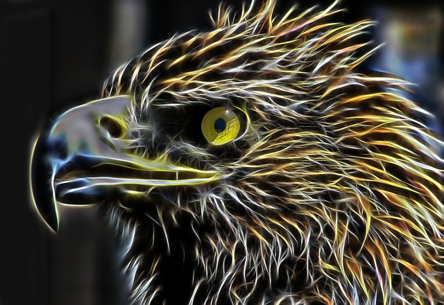 Free eagle adler bird of prey illustration