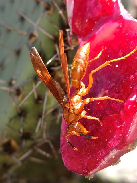 Free Tuna Cactus photo and picture
