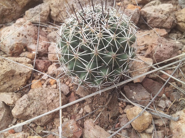 Free Cactus Thorns photo and picture