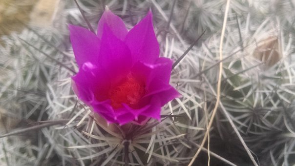 Free Cactus Thorns photo and picture