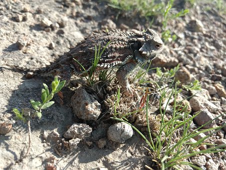 Free Reptile Lizard photo and picture