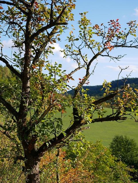 Eifel, 풍경, 인상, 나무