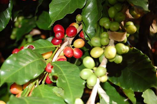 Café, Bebida, Cafeína, Bebidas
