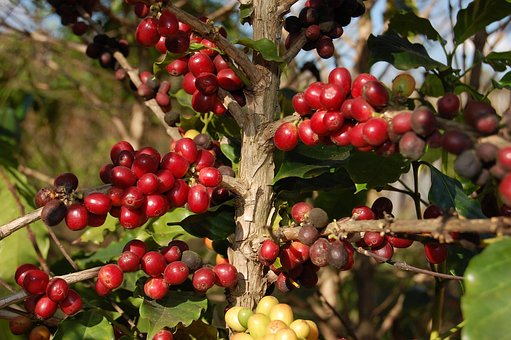 Café, Bebida, Cafeína, Bebidas