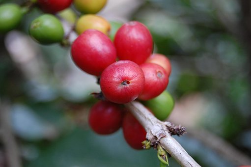 Café, Bebida, Cafeína, Bebidas