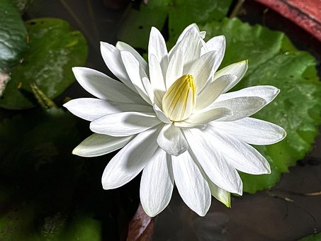 Free Flower Flowers photo and picture