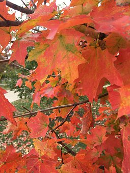 Free Autumn Leaf photo and picture