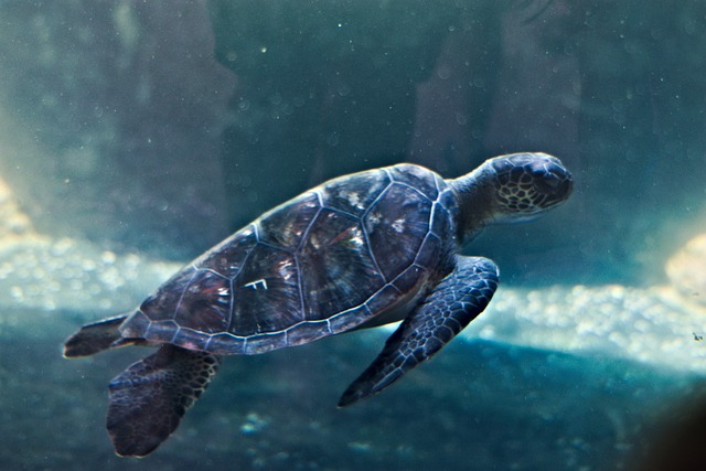 Free Turtle Aquarium photo and picture