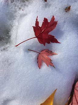 Free Autumn Winter photo and picture