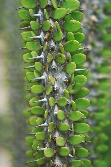 Free Plant Succulent photo and picture