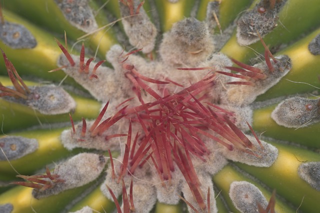 Free Cactus Succulent photo and picture