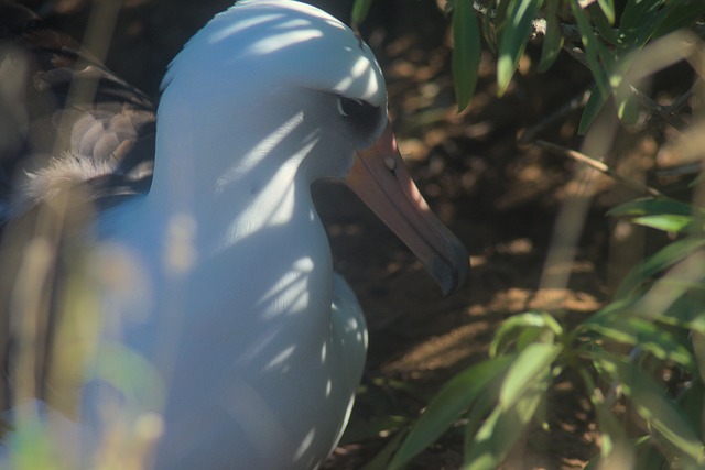 Free Albatross Kaena Point photo and picture