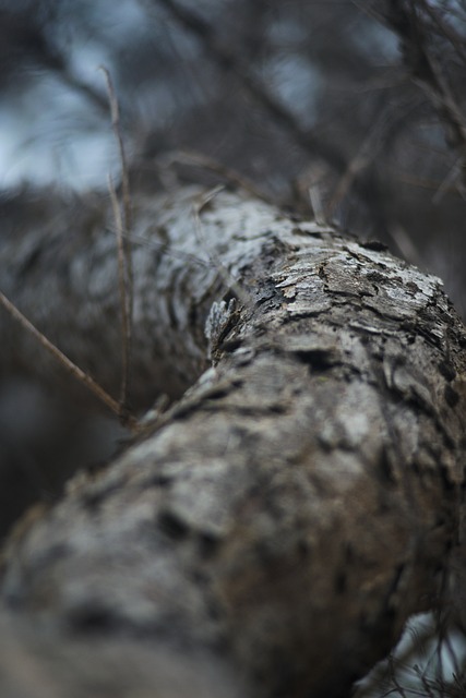 Free Bark Tree photo and picture