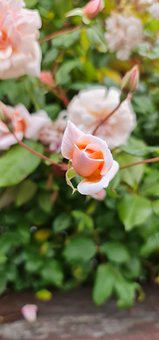 Free Rose Pink photo and picture