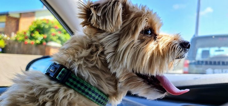 Free Dog Panting photo and picture
