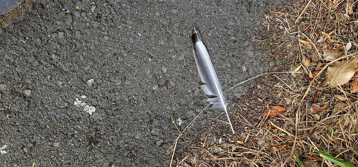 Free Feather Sidewalk photo and picture