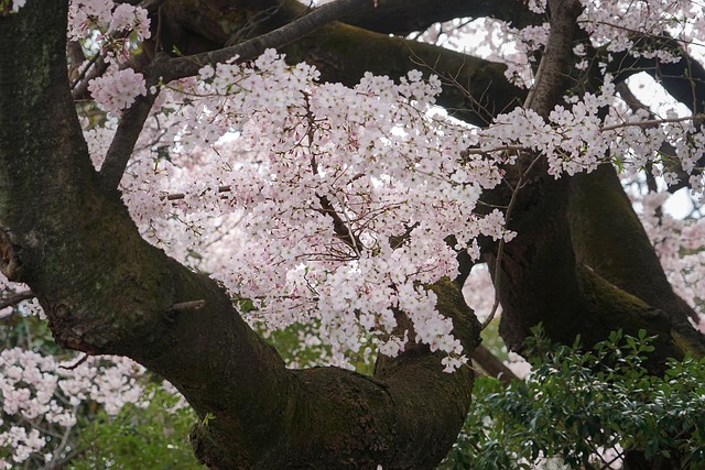 桜 古木 日本では - Pixabayの無料写真 - Pixabay
