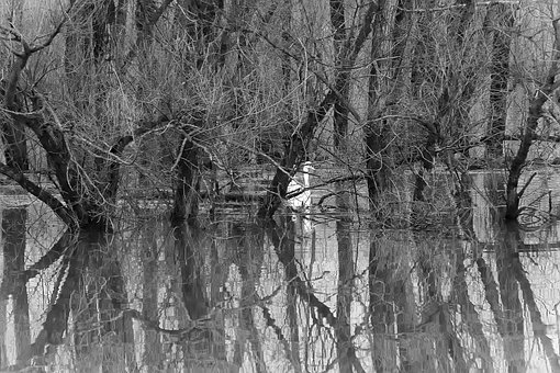 Rivier, Overstroming, Bomen, Reflectie