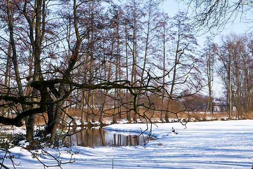Rivier, Bomen, Sneeuw, Winter, Koud