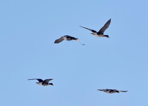 Wilde Ganzen, Vlucht, Vogels, Vlieg