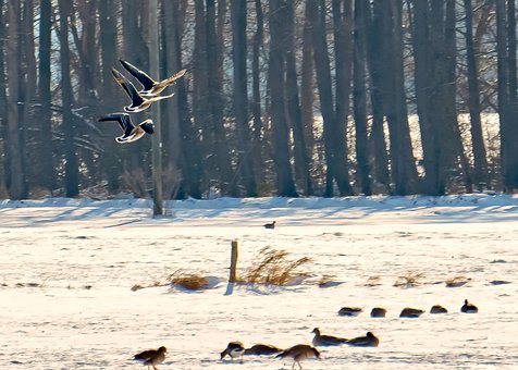 Wilde Ganzen, Vlucht, Vogels