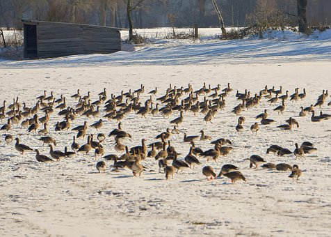 Ganzen, Vogels, Winter, Vorst, Sneeuw