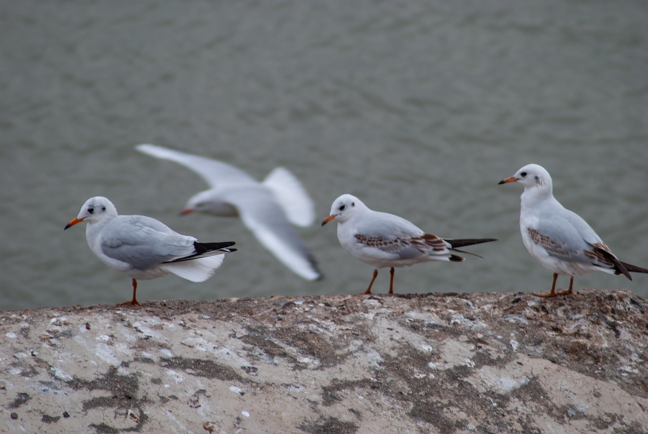 Seagulls Birds Gulls - Free photo on Pixabay - Pixabay