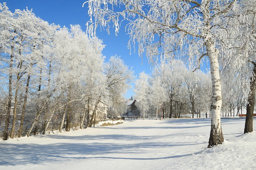 Winter, Kälte, Frost, Winterwald