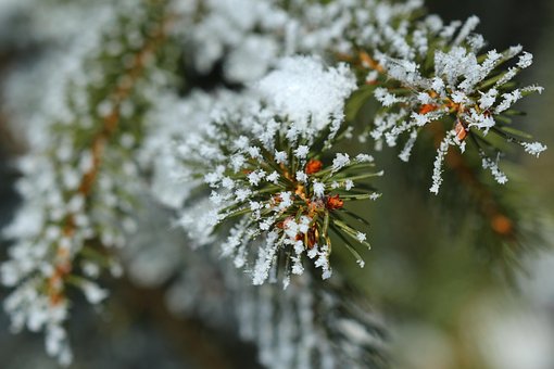 Edeltanne, Frost, Winter, Eiskristalle