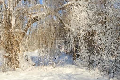 Märchenwald, Winterwald