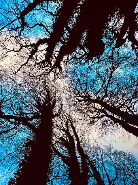 Free Trees Sky photo and picture