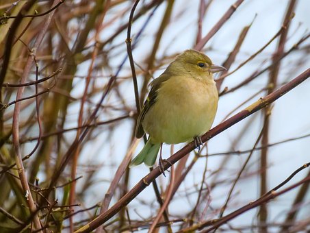 Free Bird Trees photo and picture