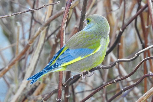 Free Birds Nature photo and picture