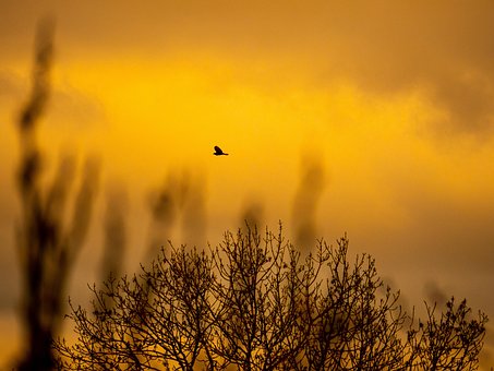 Free Birds Sky photo and picture