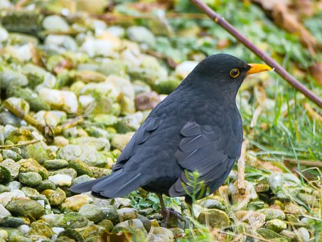 Free Blackbird Garden photo and picture