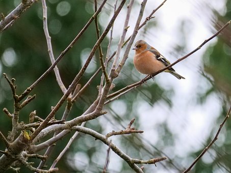 Free Chaffinch Tree photo and picture